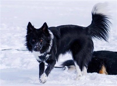 pomsky  alaskan kee